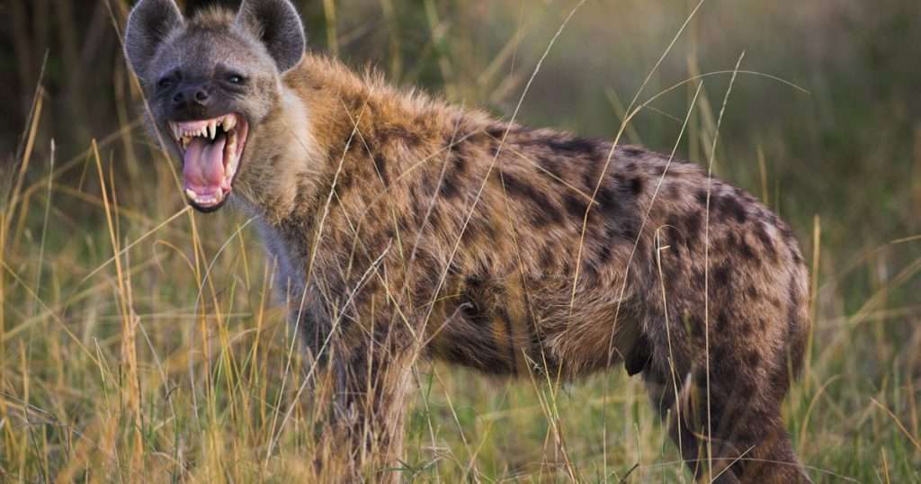 Hiena Esta niña se encuentra al limite de la vida y la muerte al jugar con estas peligrosas hienas y no son las de el rey león.