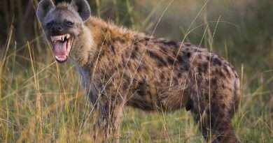 Hiena Esta niña se encuentra al limite de la vida y la muerte al jugar con estas peligrosas hienas y no son las de el rey león.