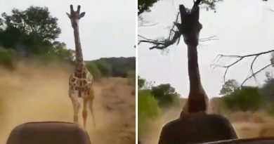 Una jirafa adulta persiguiendo un vehículo