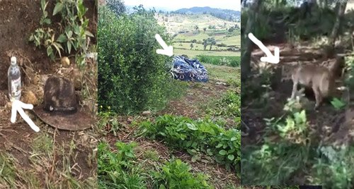 Coyotes devoran a un borracho 1 manada de coyotes devoran a un hombre en estado de ebriedad en San Marcos