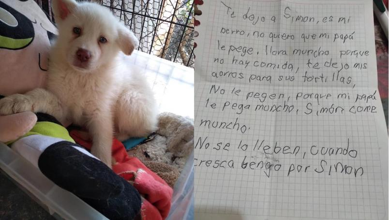 Conoce la triste historia del perrhijo Simon 1 Peerito blanco conocido como Simon, fue dejado en un refugio para que el papá de su amo ya no le pegara.