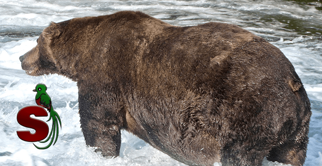 Oso ganadar del concurso celebrado en Alasca del oso más gordo