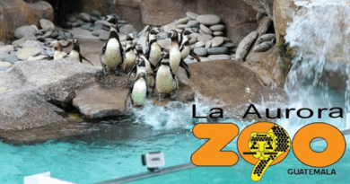 Zoo la Aurora