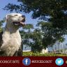 Perrita salva a su dueña ciega de ahogarse en Argentina