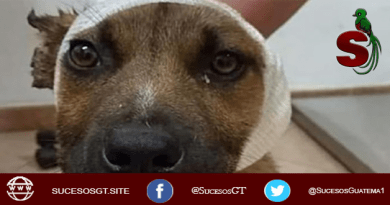 niños psicopatas mutilan la oreja de un inocente canino