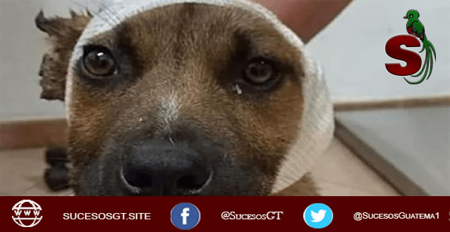 Niños psicópatas mutilan a un cachorro 1 niños psicopatas mutilan la oreja de un inocente canino