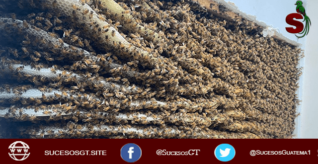 Descubre en su sala más de 100.000 abejas 1 Más de 100 mil abejas aparecen dentro de una vivienda