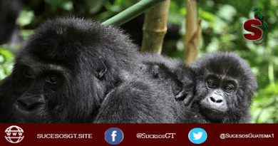 gorila de zoológico disfruta de los bebés
