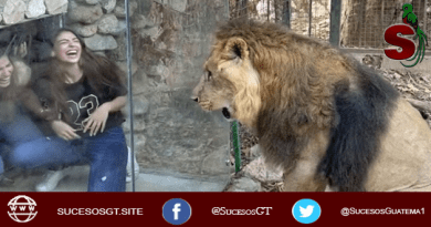 León explotado en un zoológico