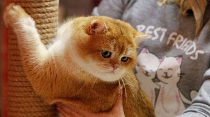 esto define el carácter de los gatos