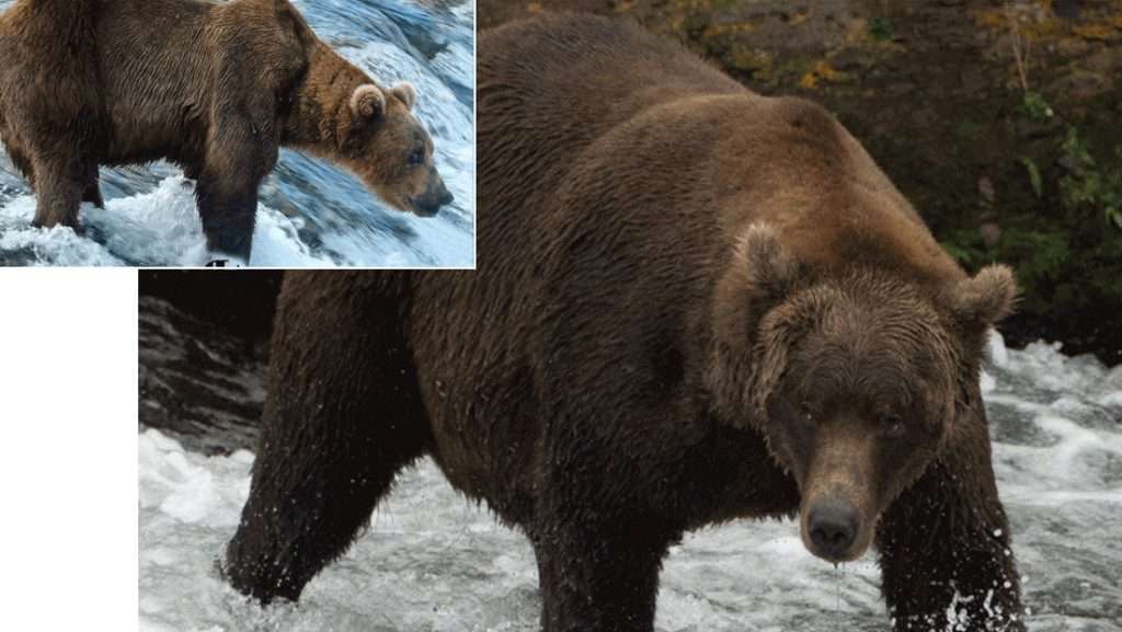 El concurso del oso 'plus-size' se acerca a la final 1 Oso más gordo del mundo