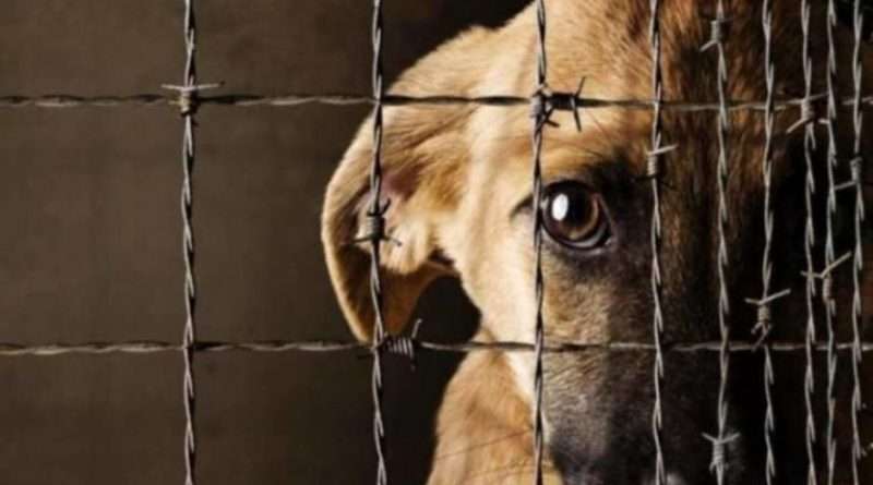 maltratan a perrito Vecinos en Villa Nueva denunciaron maltrato contra un perro del sector y piden ayuda para rescatarlo. 