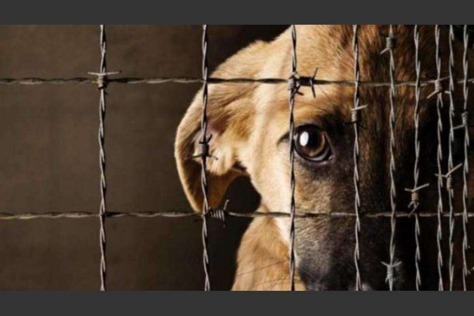 maltratan a perrito Vecinos en Villa Nueva denunciaron maltrato contra un perro del sector y piden ayuda para rescatarlo.&nbsp;