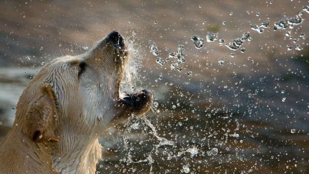 foto de perros en peligro