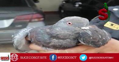 Narco paloma capturada en el Perú