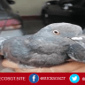 Narco paloma capturada en el Perú