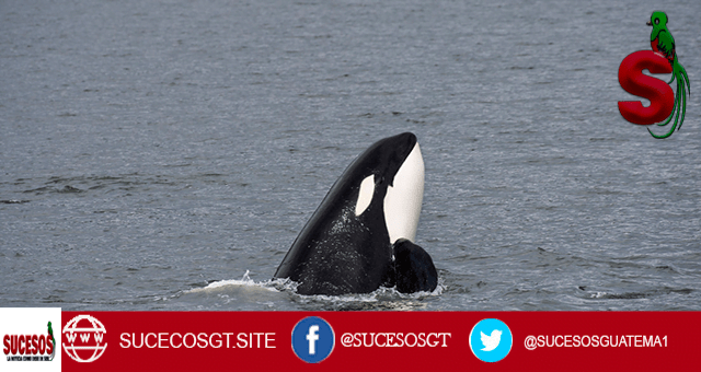Dron capta como orcas atacan a un tiburón blanco 1 Cuando las orcas atacan