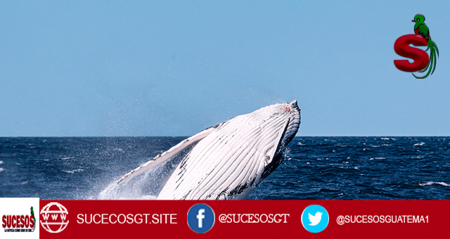 ballena jorobada ataca una pequeña embarcación 1 Ballena Jorobada ataca embarcación