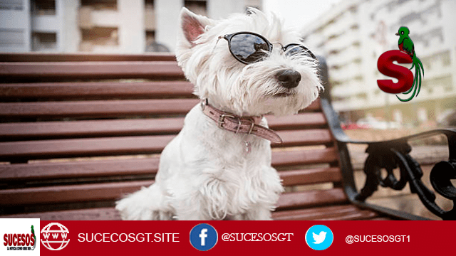 ¡Mira a este chico cool! Este Westie no solo es hermoso, sino que también es un verdadero trendsetter con sus lentes de sol. Siendo el rey de la banca, este perro está relajado y listo para cualquier aventura, ¡con estilo! No hay duda de que este Westie es el más elegante de la ciudad.