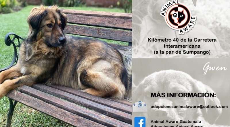 Gran feria de adopciones Animal Aware