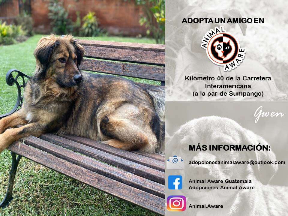 Feria de adopciones Animal Aware 1 Gran feria de adopciones Animal Aware