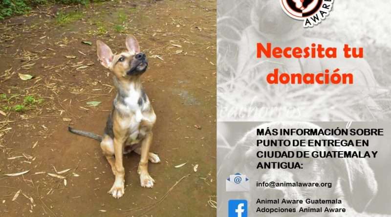 Bomberito perrito rescatado por Animal AWARE