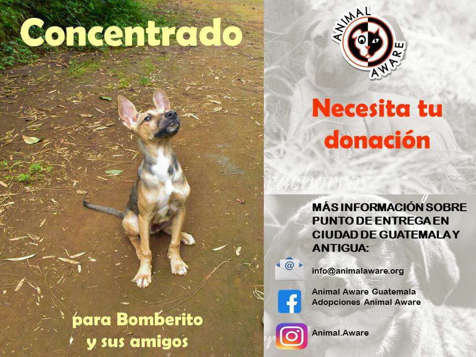 Bomberito y sus Amigos Necesitan Tu Ayuda: Animal AWARE Lanza Campaña de Donación de Concentrado 1 Bomberito perrito rescatado por Animal AWARE