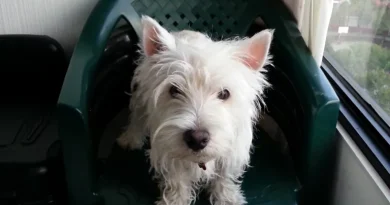 Rocky scaled 1 Hay muchas ocasiones en que un escritor que ha dejado el oficio vuelve a las andadas después de bastante tiempo sin escribir. Esta es de las peores: la muerte de un gran amigo, un hermano; más que una mascota, un compañero que dejó huella en mi vida. Por eso, Rocky, esta es para ti.