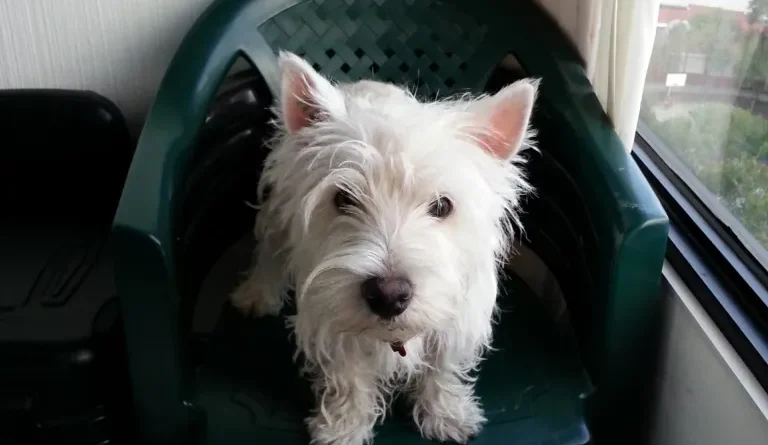 Rocky scaled 1 Hay muchas ocasiones en que un escritor que ha dejado el oficio vuelve a las andadas después de bastante tiempo sin escribir. Esta es de las peores: la muerte de un gran amigo, un hermano; más que una mascota, un compañero que dejó huella en mi vida. Por eso, Rocky, esta es para ti.