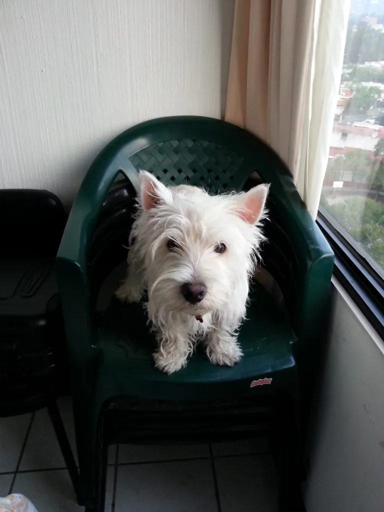 Adiós Rocky gracias por todo 1 Rocky scaled 1 Hay muchas ocasiones en que un escritor que ha dejado el oficio vuelve a las andadas después de bastante tiempo sin escribir. Esta es de las peores: la muerte de un gran amigo, un hermano; más que una mascota, un compañero que dejó huella en mi vida. Por eso, Rocky, esta es para ti.