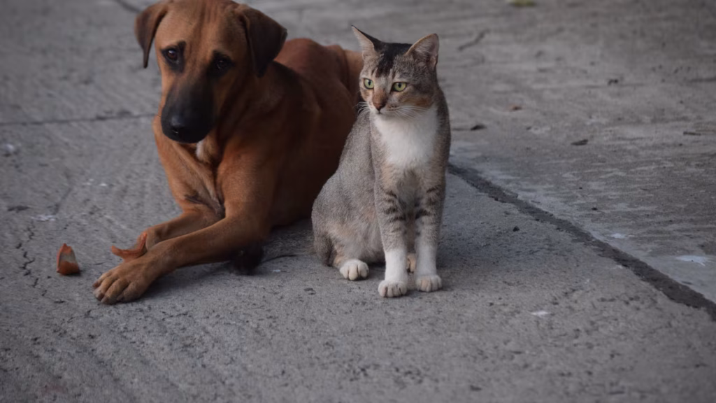 imagen de referencia de mascotas, un perro cafe y un gato mezcla de colores